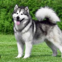 Alaskan Malamute