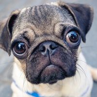 PugStar