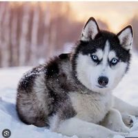 Siberian Husky