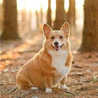 Corgi