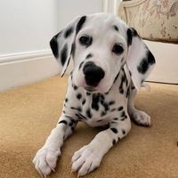 Dalmatian